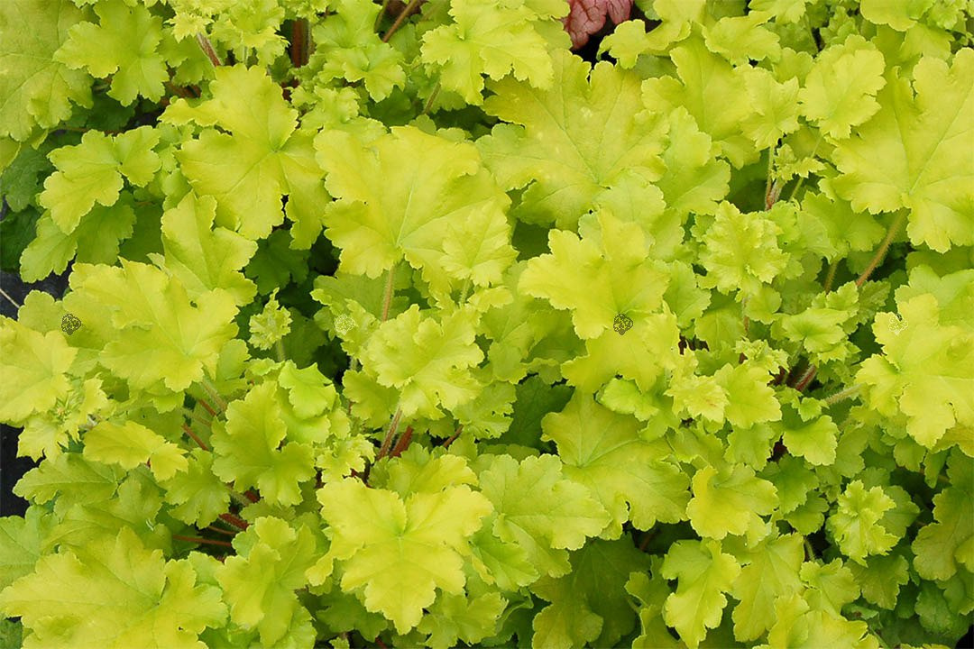 Żurawka Lime Marmalade Heuchera C2