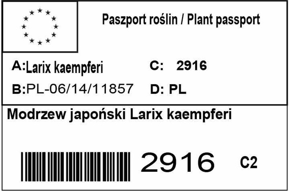 Modrzew japoński Larix kaempferi