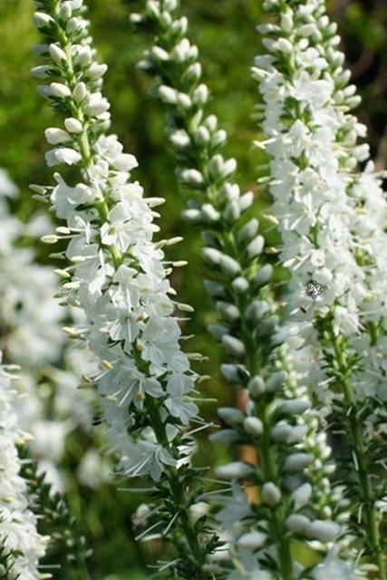 Przetacznik długolistny Schneeriesin Veronica longifolia C2