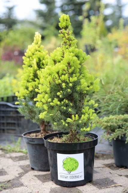 Świerk biały Daisy's White Picea glauca C3