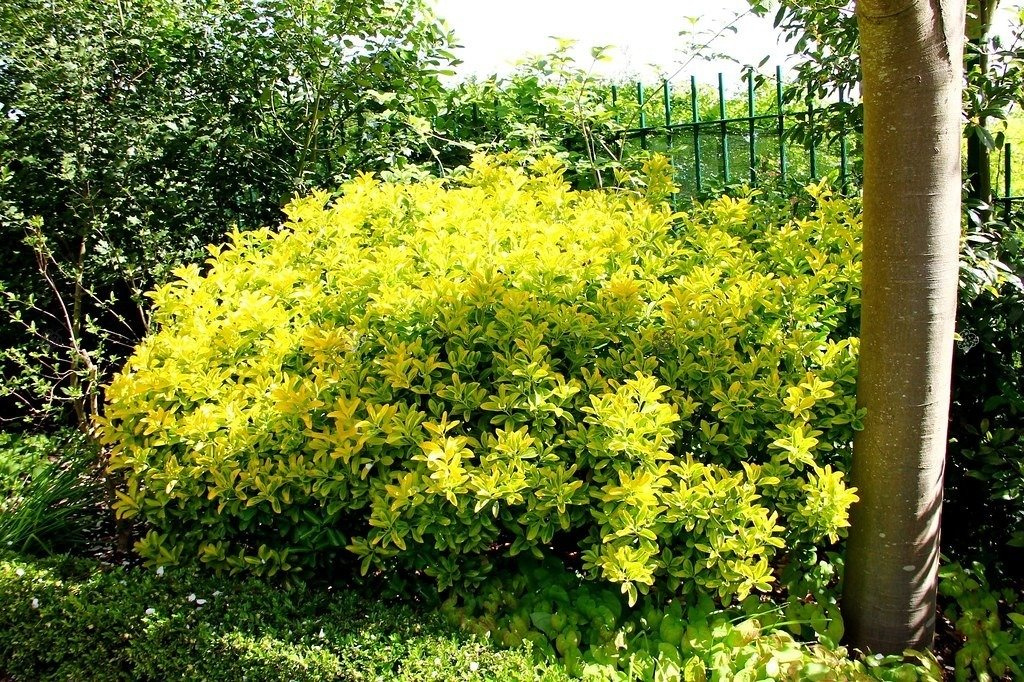 Trzmielina japońska Ovatus Aureus Euonymus japonicus C2