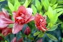 Azalia japońska Cherie Rhododendron obtusum C2