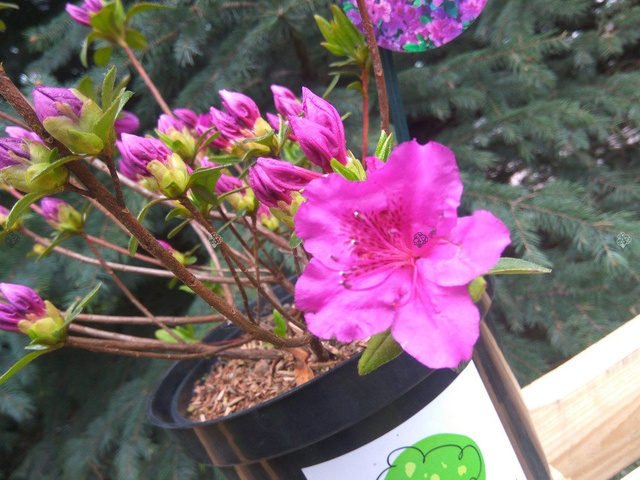 Azalia japońska Konigstein Rhododendron obtusum P9