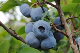 Borówka amerykańska Chandler Vaccinium corymbosum P9