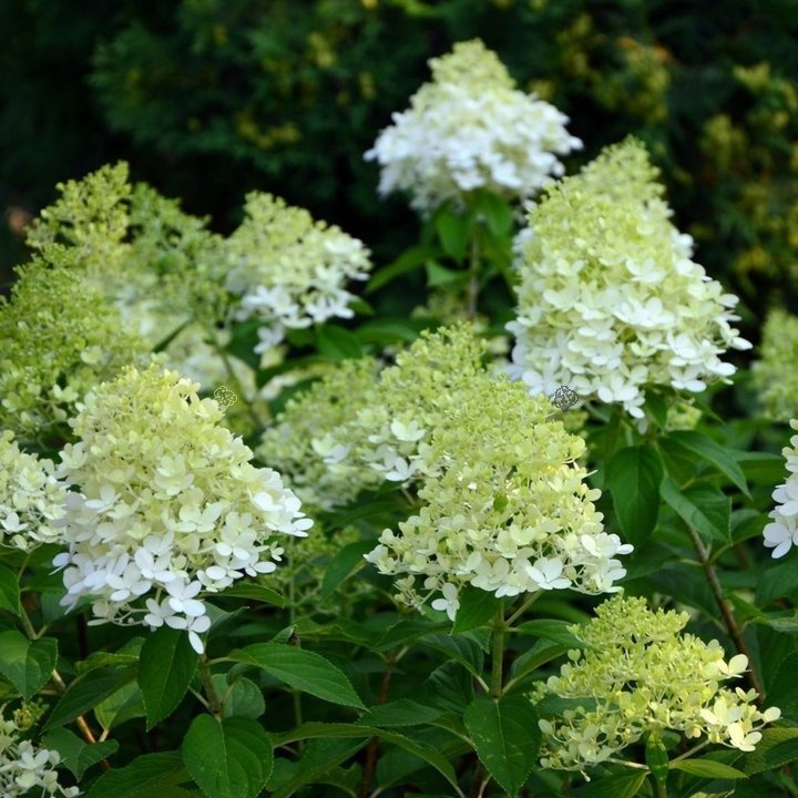 Hortensja bukietowa Limelight PBR Hydrangea paniculata C3