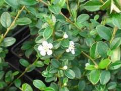 Irga szwedzka Royal Carpet Cotoneaster suecicus C2