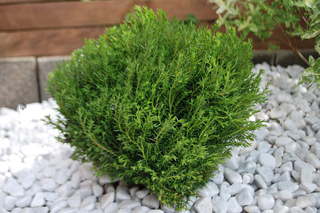 Tuja Teddy Thuja occidentalis P9