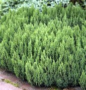 Jałowiec płożący Blue Forest Juniperus horizontalis C2