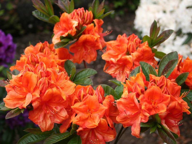 Azalia wielkokwiatowa Goldkopfchen Rhododendron (Knaphill) C4