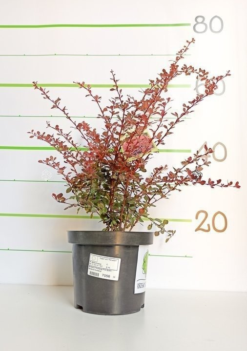 Berberys Thunberga Pink Queen Berberis thunbergii C2