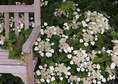 Przywarka japońska Moonlight Schizophragma hydrangeoides C2