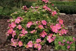 Pięciornik krzewiasty Bellissima PBR Potentilla fruticosa C2