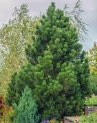 Sosna bośniacka Pinus leucodermis C3