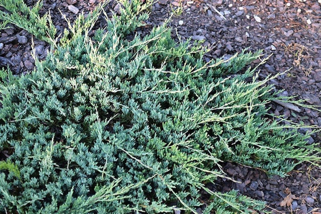Jałowiec płożący Jade River Juniperus horizontalis C2