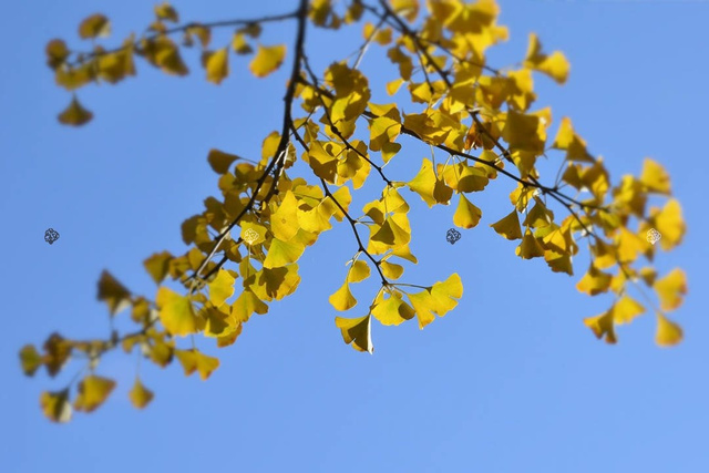 Miłorząb dwuklapowy Ginkgo biloba C5