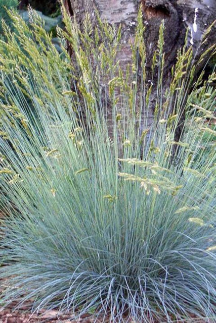 Kostrzewa sina Elijah Blue Festuca glauca P9