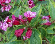 Krzewuszka cudowna Brigela PBR Weigela florida C2