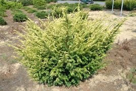 Cis pospolity Elegantissima Taxus baccata C3