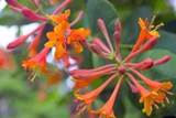 Wiciokrzew Heckrotta Goldflame Lonicera heckrottii C2