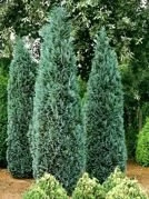 Cyprysik Lawsona Columnaris Chamaecyparis lawsoniana C3