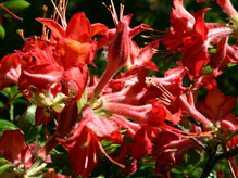 Azalia wielkokwiatowa Dr M.Oosthoek Rhododendron mollis