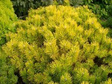 Sosna kosodrzewina Golden Glow Pinus mugo C5