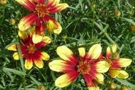 Nachyłek okółkowy Bengal Tiger Coreopsis verticilata C2