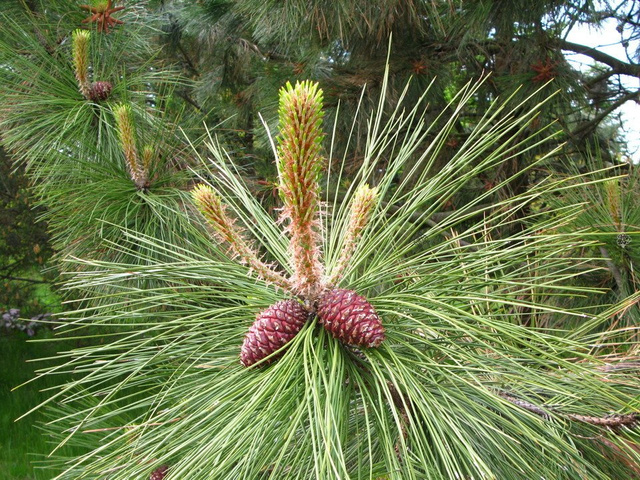 Sosna żółta Pinus ponderosa C5