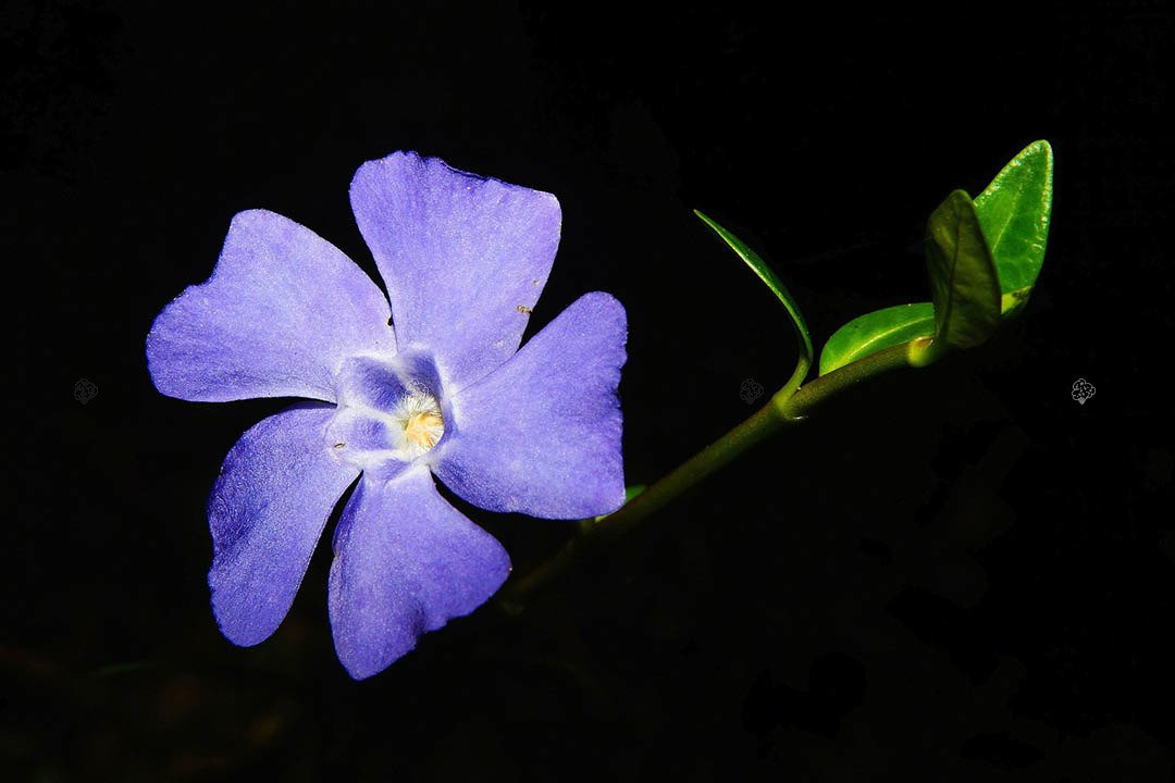 Barwinek pospolity Vinca minor P9