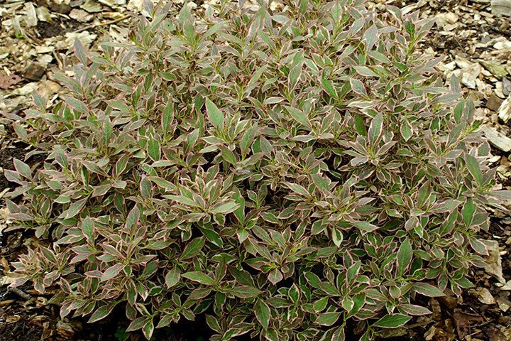 Krzewuszka cudowna Monet PBR Weigela florida C2