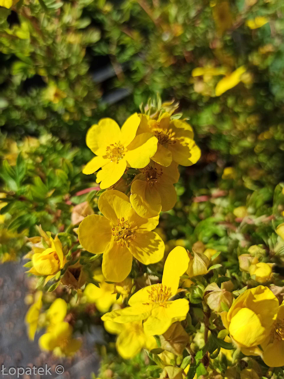 Pięciornik krzewiasty Sommerflor Potentilla fruticosa C2