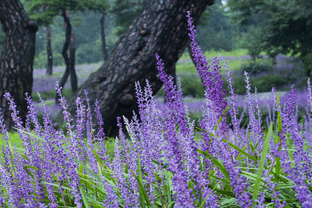 Liriope szafirkowata Big Blue Liriope muscari P9