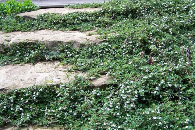 Irga płożąca Dammera Major Cotoneaster dammeri P9