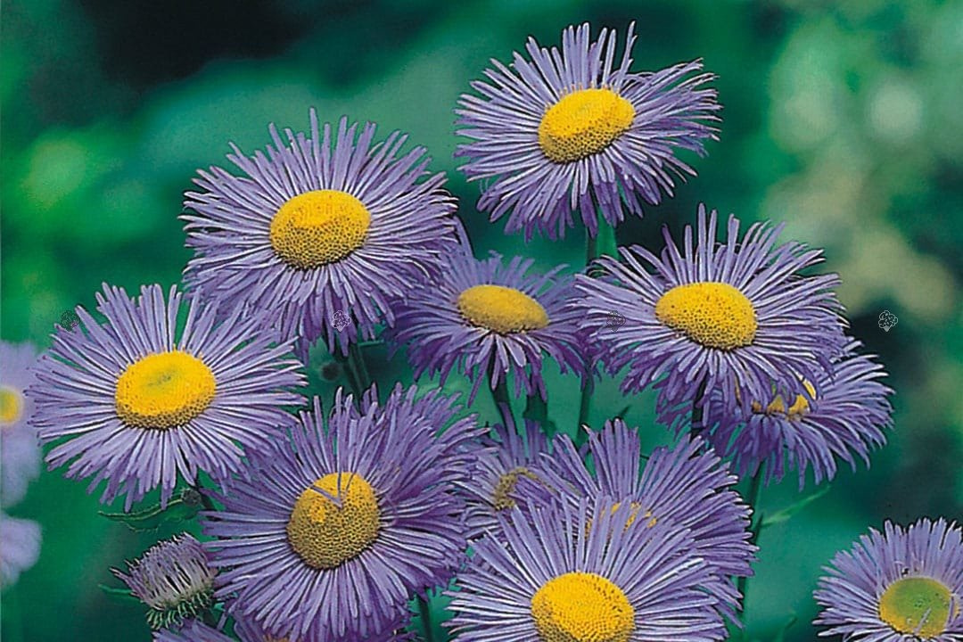 Przymiotno ogrodowe Blau Erigeron hybridus P9
