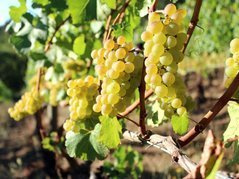 Winorośl Dr. Schmithnen Vitis C2