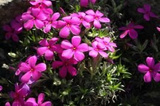 Floks Douglasa Crackerjack Phlox douglasii C1