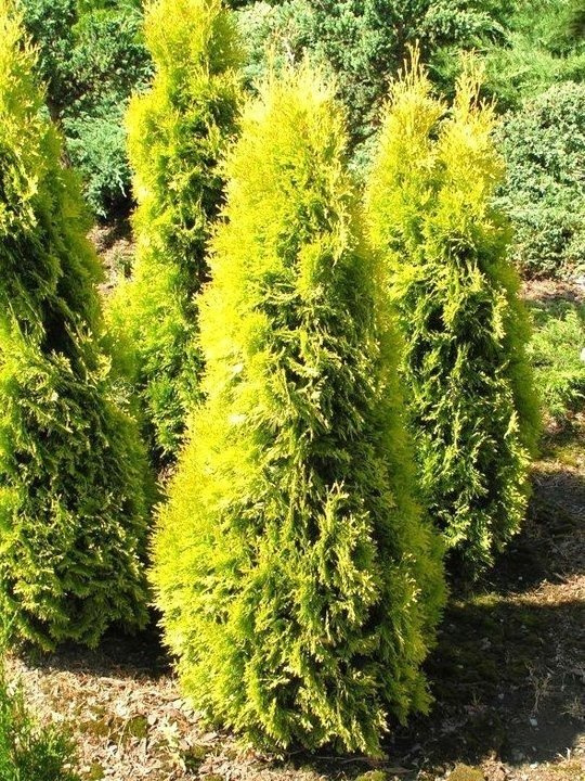 Tuja Jantar PBR Thuja occidentalis C3