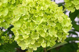Hortensja bukietowa Little Lime PBR Hydrangea paniculata C3