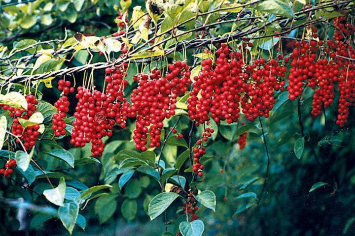 Cytryniec chiński Schisandra chinensis C2