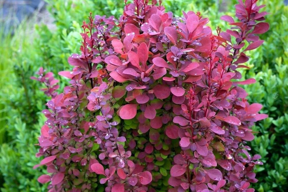 Berberys Thunberga Orange Rocket PBR Berberis thunbergii C2