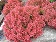 Berberys Thunberga Ruby Star PBR Berberis thunbergii C2
