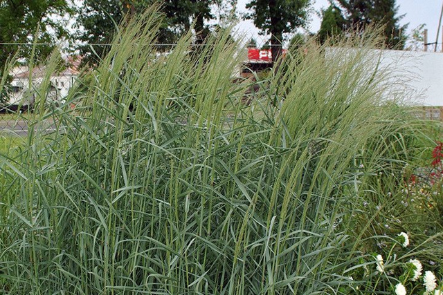 Proso rózgowate Panicum virgatum P9