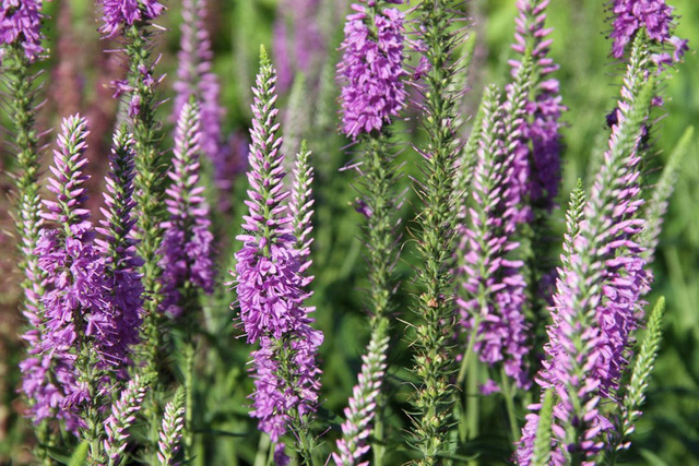 Przetacznik długolistny Eveline Veronica longifolia C2