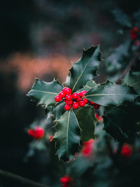 Ostrokrzew Meservy Blue Princess Ilex meserveae C2