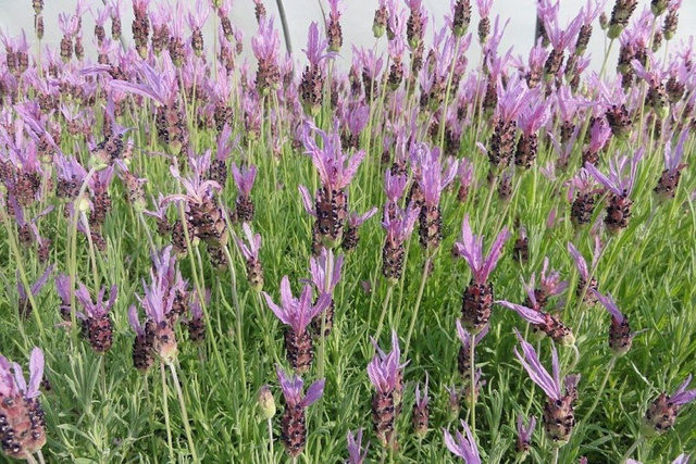 Lawenda francuska Papillon Lavandula stoechas P9