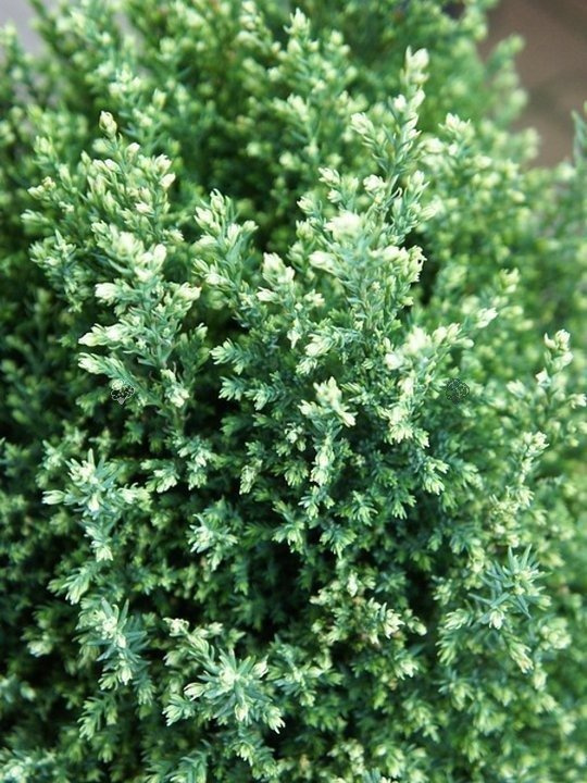 Cyprysik Lawsona Snow White Chamaecyparis lawsoniana C2