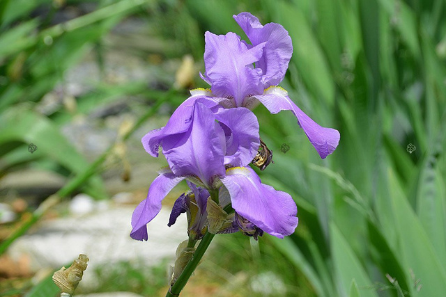 Kosaciec blady Variegata Iris pallida P9