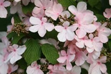 Kalina japońska Pink Beauty Viburnum plicatum P9