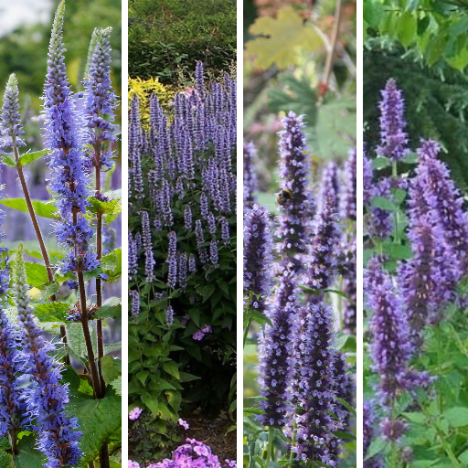 Kłosowiec Black Adder Agastache P9