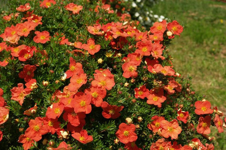 Pięciornik krzewiasty Red Ace Potentilla fruticosa P9